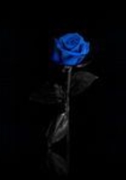 送给你的蓝玫瑰